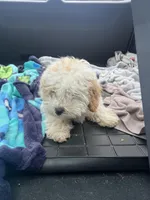 Tom, a male Bichon Frise and Shih Tzu for sale in Perkins, OK – Photo 4 of 9