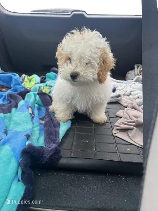 Tom, a male Bichon Frise and Shih Tzu for sale in Perkins, OK – Photo 1 of 9