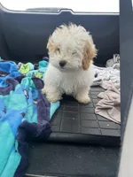 Tom, a male Bichon Frise and Shih Tzu for sale in Perkins, OK – Photo 1 of 9