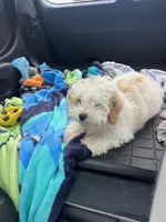 Tom, a male Bichon Frise and Shih Tzu for sale in Perkins, OK – Photo 5 of 9