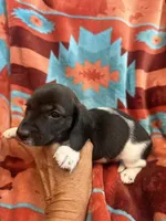 Sammie , a female Miniature Dachshund for sale in Perkins, OK – 1 of 8