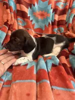 Sammie , a female Miniature Dachshund for sale in Perkins, OK – 4 of 8