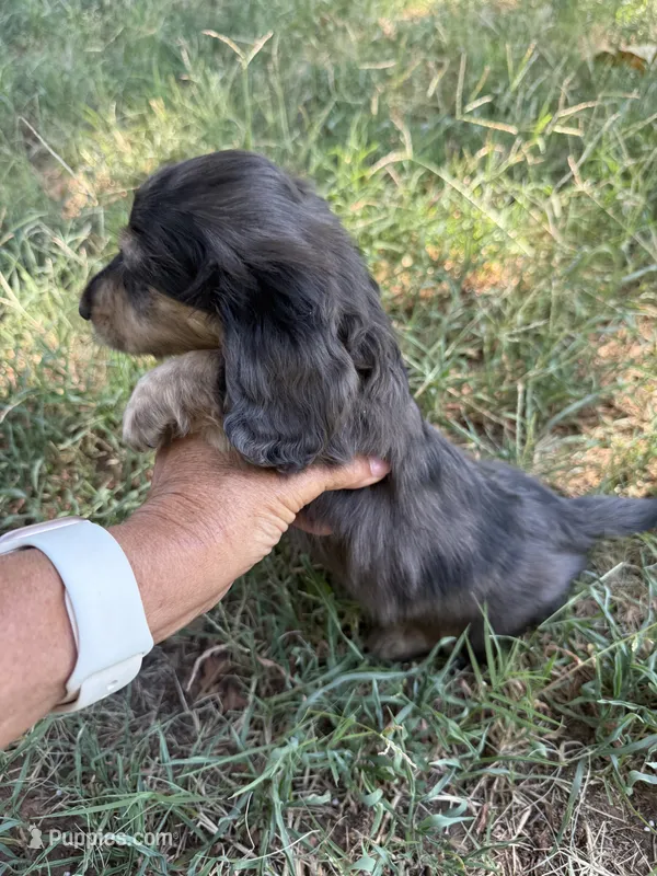 Wally  – Miniature Dachshund puppy for sale in Perkins, OK
