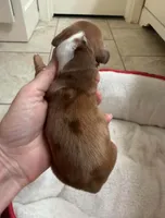 Charlotte, a male Miniature Dachshund for sale in Perkins, OK – 5 of 6