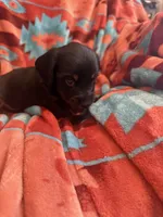 Sandy , a female Miniature Dachshund for sale in Perkins, OK – 5 of 9