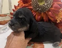Glory, a female Miniature Dachshund for sale in Perkins, OK – 9 of 10