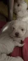 Tommy, a male Maltese and Shih Tzu for sale in Phenix City, AL – 2 of 6