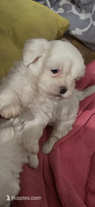 Tommy – Maltese, Shih Tzu puppy for sale in Phenix City, AL
