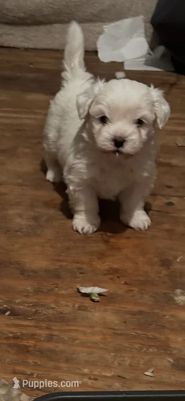 DeDe – Mal Shi puppy for sale in Phenix City, AL