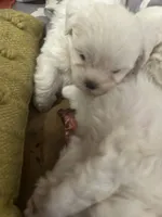 Tommy, a male Maltese and Shih Tzu for sale in Phenix City, AL – 3 of 6