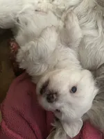 Tommy, a male Maltese and Shih Tzu for sale in Phenix City, AL – 4 of 6