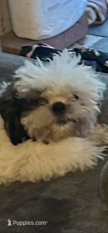Star, a female Shih Tzu for sale in Phenix City, AL – 1 of 1