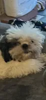 Star, a female Shih Tzu for sale in Phenix City, AL – 1 of 1