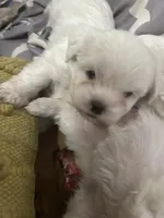Tommy, a male Maltese and Shih Tzu for sale in Phenix City, AL – 5 of 6