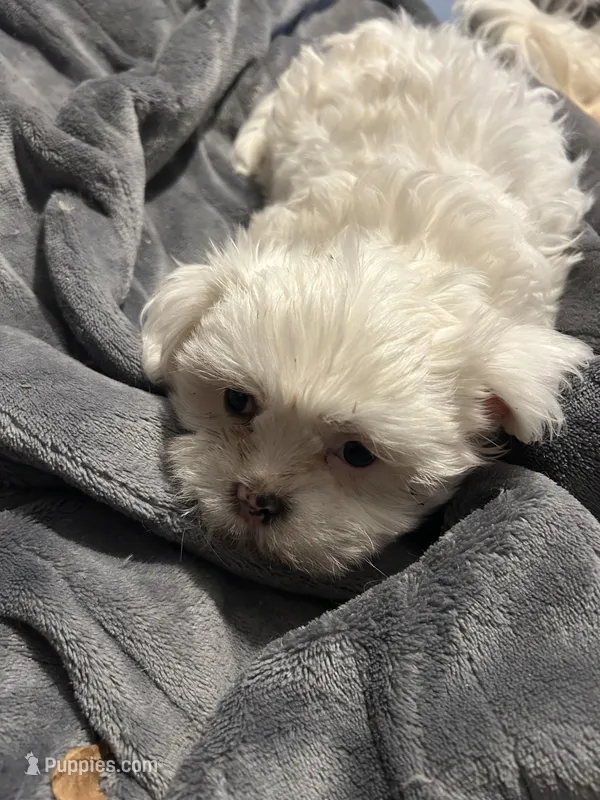 Oscar – Maltese puppy for sale in Phenix City, AL