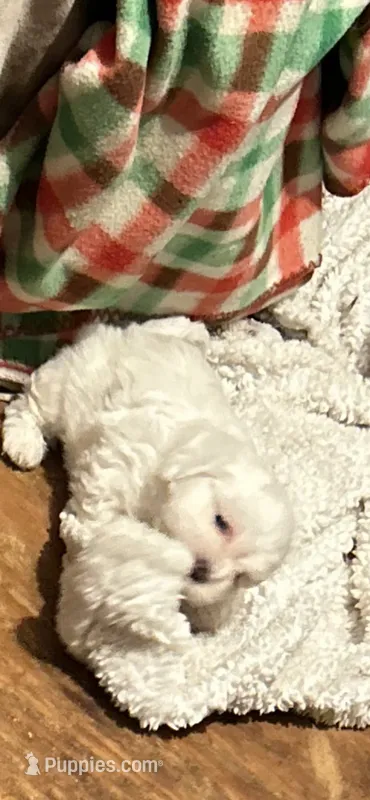 Tommy – Maltese, Shih Tzu puppy for sale in Phenix City, AL