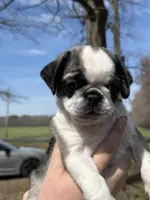 wynona, a female Pug for sale in Delmar, MD – Photo 3 of 4