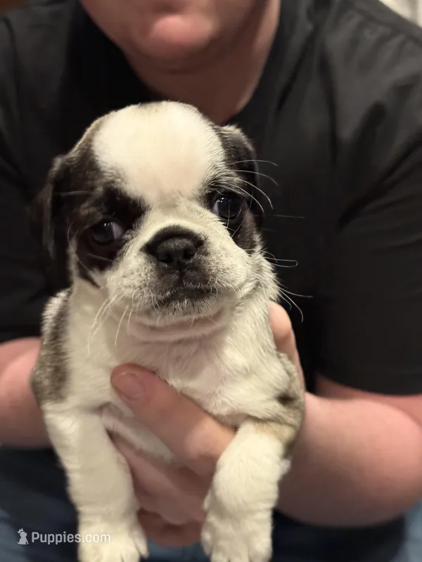 wynona, a female Pug for sale in Delmar, MD – Photo 1 of 2