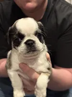 wynona, a female Pug for sale in Delmar, MD – Photo 1 of 2