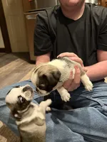 wynona, a female Pug for sale in Delmar, MD – Photo 2 of 2