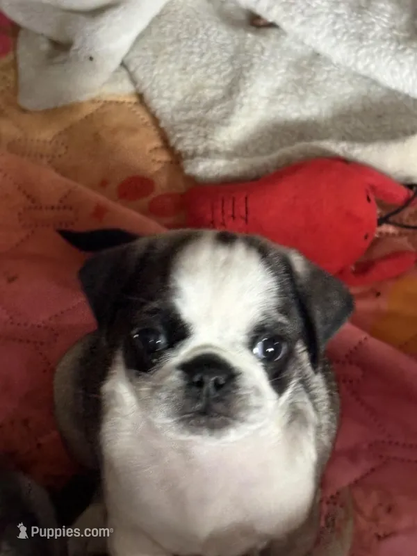 wynona – Pug puppy for sale in Delmar, MD