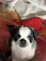 wynona, a female Pug for sale in Delmar, MD – Photo 1 of 4