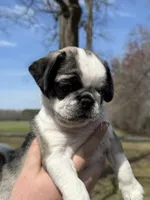 wynona, a female Pug for sale in Delmar, MD – Photo 4 of 4