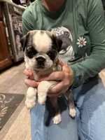 Tiny, a female Pug for sale in Delmar, MD – Photo 2 of 4