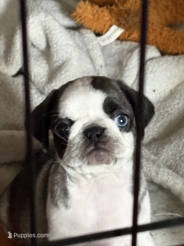 Tiny – Pug puppy for sale in Delmar, MD