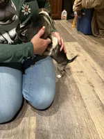 Tiny, a female Pug for sale in Delmar, MD – Photo 4 of 4