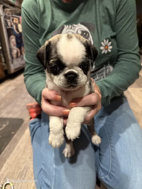 Tiny – Pug puppy for sale in Delmar, MD