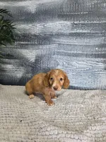 Kara, a female Miniature Dachshund for sale in Montgomery, IN – 6 of 8
