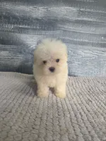 Lori, a female Maltese for sale in Montgomery, IN – 4 of 8