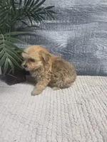 Zoey, a female Morkie for sale in Montgomery, IN – 2 of 9