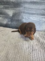 Max, a male Dachshund for sale in Montgomery, IN – 2 of 8