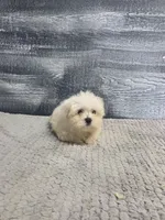 Anna, a female Maltese for sale in Montgomery, IN – 7 of 10