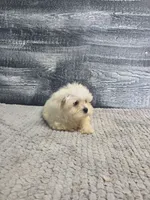 Anna, a female Maltese for sale in Montgomery, IN – 5 of 10