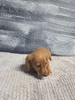 Zack, a male Miniature Dachshund for sale in Montgomery, IN – 8 of 9