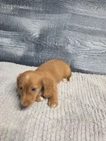 Zack, a male Miniature Dachshund for sale in Montgomery, IN – 4 of 9