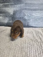 Max, a male Dachshund for sale in Montgomery, IN – 7 of 8