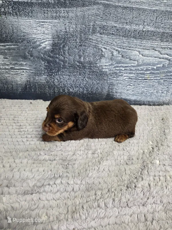 Max – Dachshund puppy for sale in Montgomery, IN