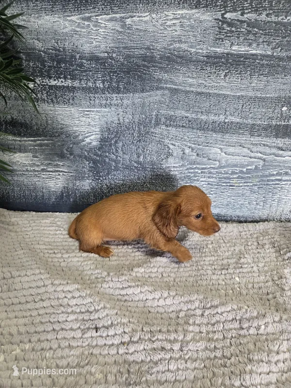 Chloe – Miniature Dachshund puppy for sale in Montgomery, IN