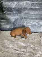 Chloe, a female Miniature Dachshund for sale in Montgomery, IN – 1 of 4