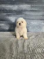 Bob, a male Maltese for sale in Montgomery, IN – 8 of 8