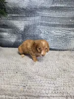 Kara, a female Miniature Dachshund for sale in Montgomery, IN – 7 of 8