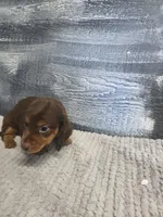 Max, a male Dachshund for sale in Montgomery, IN – 5 of 8
