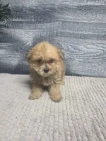 Zoey, a female Morkie for sale in Montgomery, IN – 4 of 9