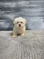 Anna, a female Maltese for sale in Montgomery, IN – 10 of 10