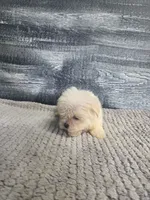 Lori, a female Maltese for sale in Montgomery, IN – 8 of 8