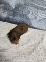 Toby, a male Dachshund for sale in Montgomery, IN – 6 of 7